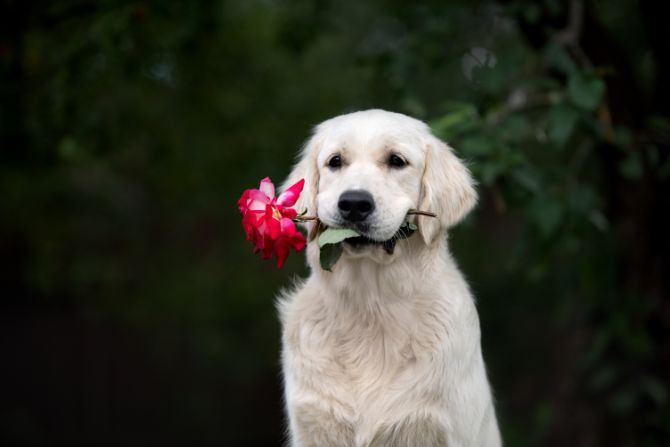 dog with flower