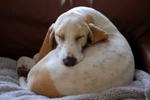 white dog curled sleeping