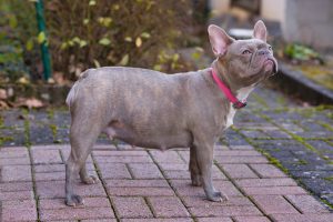 french bulldog pregnant