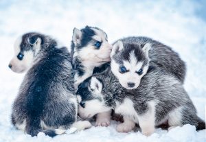 pack cute husky puppies cold