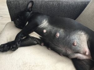 french bulldog pregnant