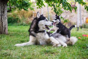 husky mom and puppy