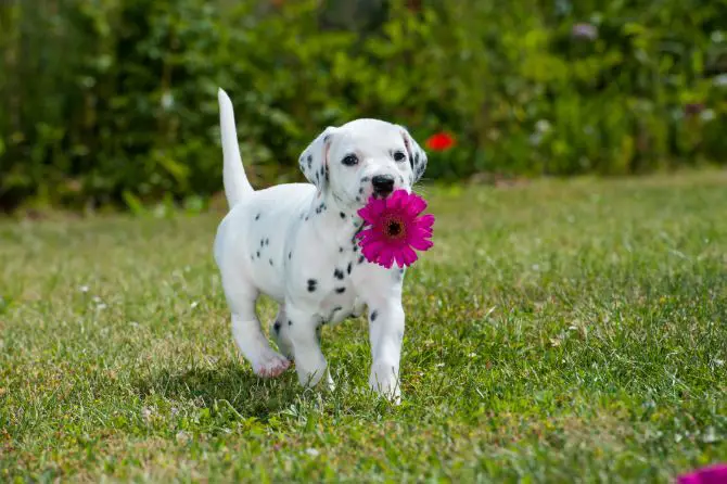 dog pink flower
