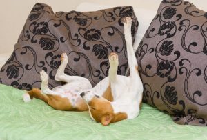 Basenji dog sleeping