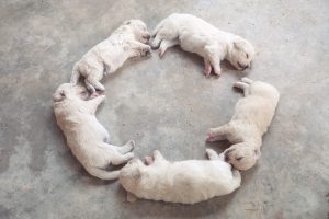 dogs sleeping in circle
