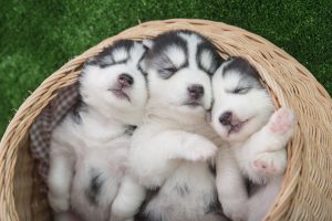 siberian huhsky puppies