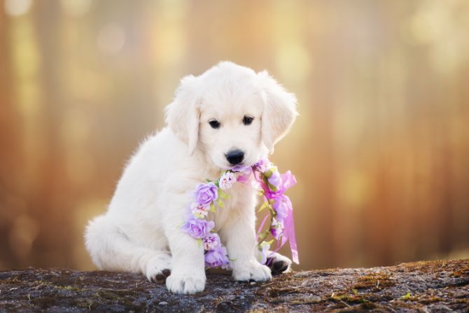 dog flower wreath