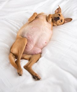 pregnant brown dog