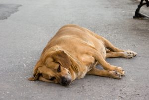 pregnant laying dog