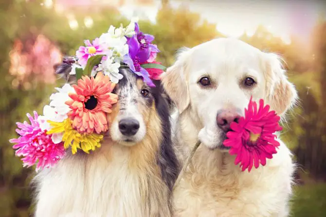 dogs colorful flowers