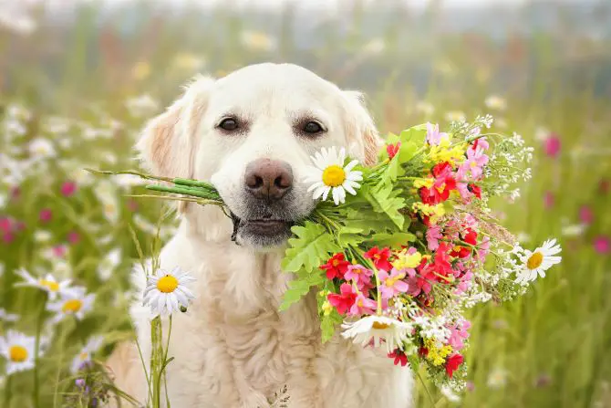 dog flower bouquet
