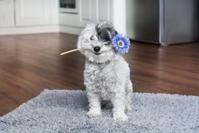 dog blue flower
