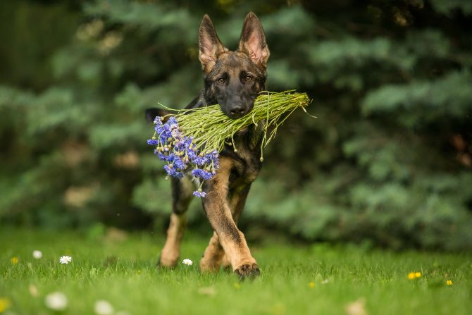 Dog flowers 1