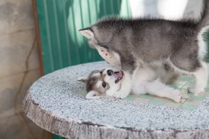 siberian husky wrestling