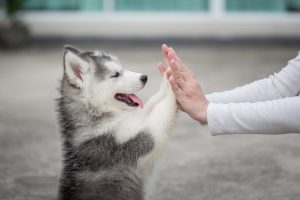 give me five husky puppy