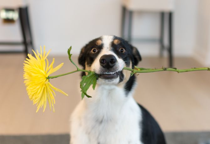 dog yellow flower