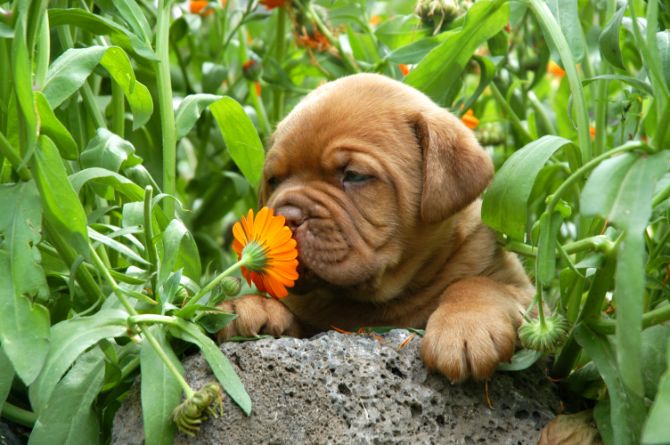 dog smells flower