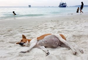 pregnant dog on beach