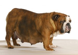 pregnant english bulldog