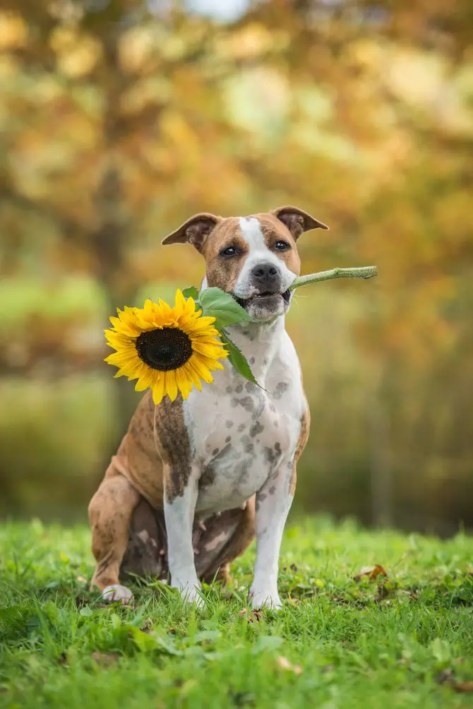 dog holds sunflower