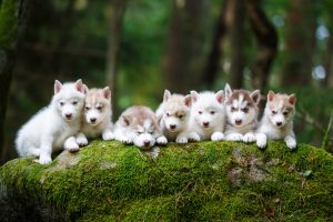 brown husky puppies