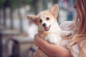 welsh corgi fluffy