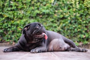 pregnant pug outside