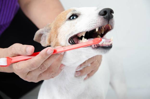 How do I brush my dog’s teeth