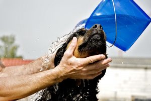 How to Wash a Dog's Face