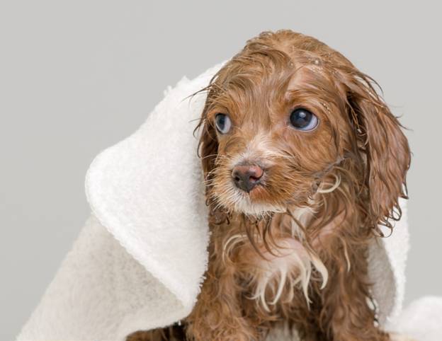 How to Wash a Dog’s Face