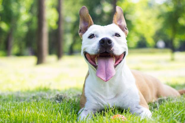 Signs that Your Dog is Hyperventilating