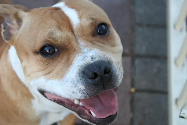 Taking Care of Pitbull Teeth