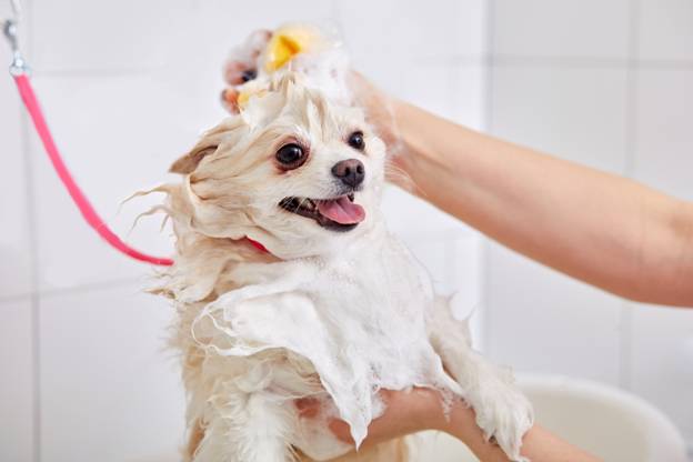 Tips for Washing a Dog’s Face