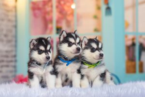 three husky puppies