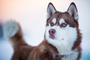 red fur husky