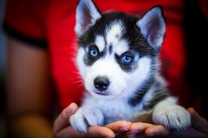 siberian husky puppy