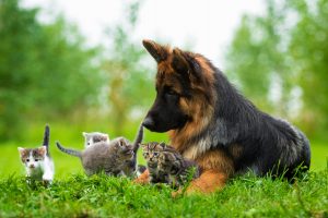 dog in grass