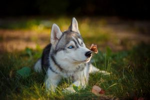 husky puppy and flower