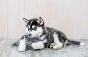 husky and kitten