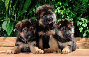 three fluffy german sheperd puppies