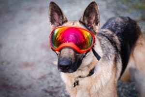 german sheperd orange goggles