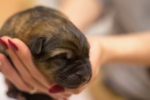 woman holding puppy