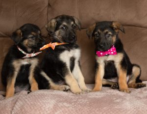 german sheperds bows