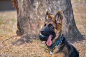 german sheperd with toy