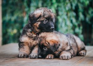 two german sheperds