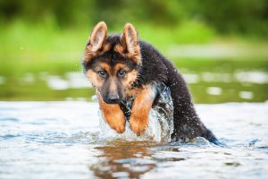 german sheperd puppy