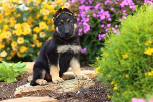 german sheperd outside flowers