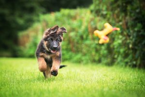 happy german sheperd