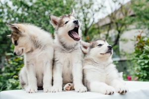 yawning alaska husky puppy