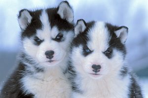 siberian husky puppies